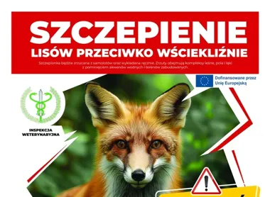 Szczepionki dla lisów pojawią się w okolicach Siedlec. Ważne zasady